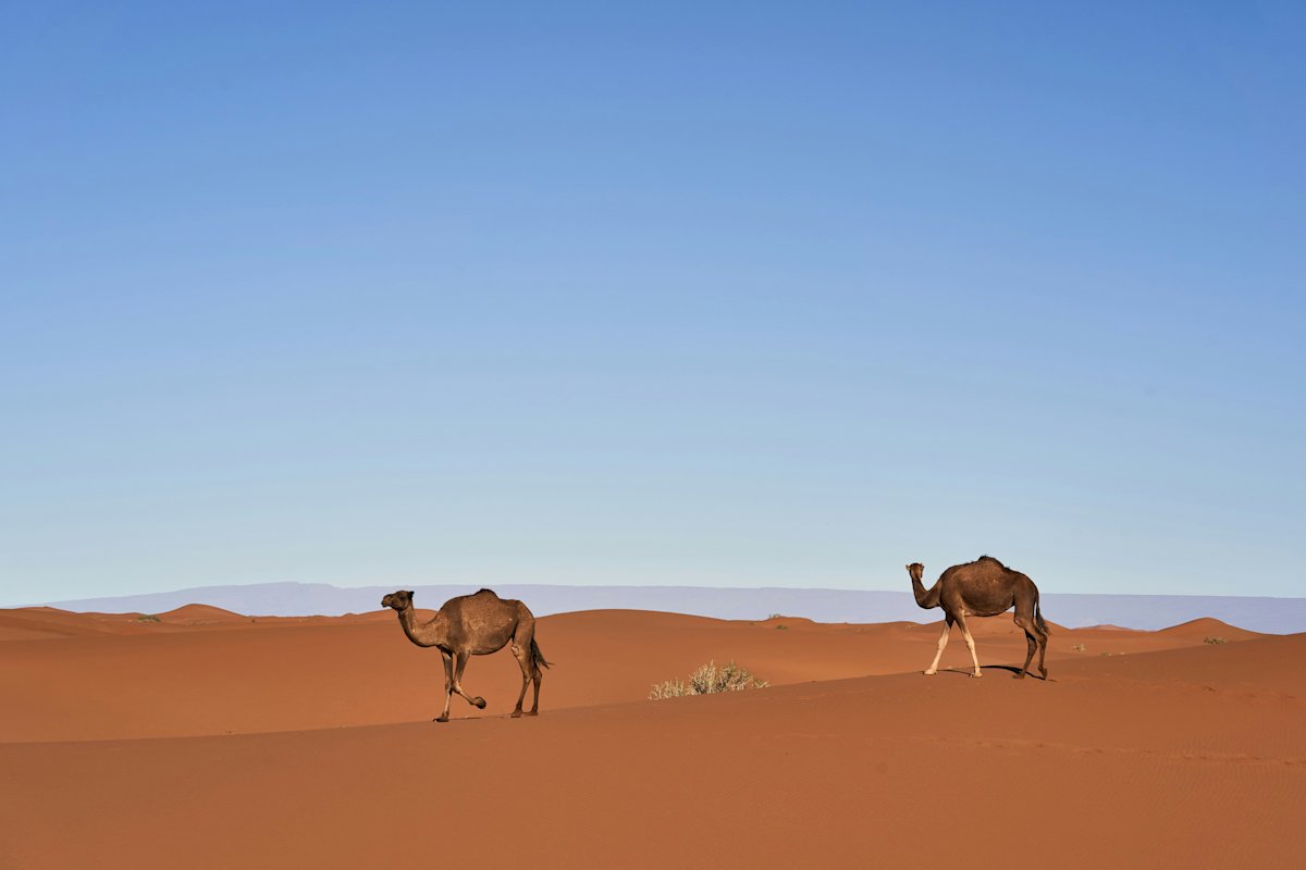 جملان يسيران فوق كثبان رملية ذهبية تحت سماء زرقاء صافية.